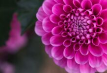 dahlia, flower, 4k wallpaper-8284383.jpg