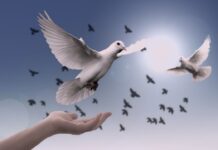 dove, peace, freedom-3426187.jpg