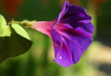 flower, beautiful flowers, purple clematis-8270698.jpg