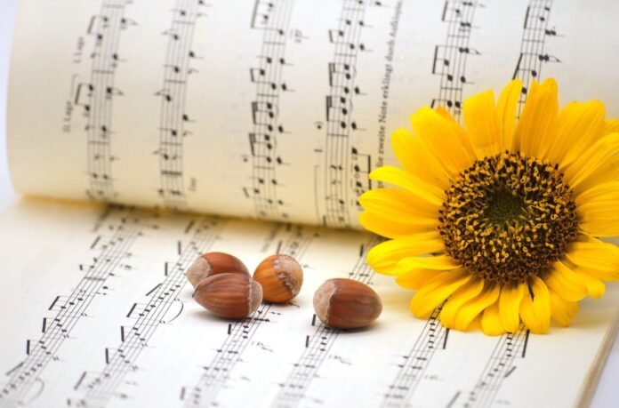 flower-sunflower-nuts-8333916 flower, sunflower, nuts-8333916.jpg