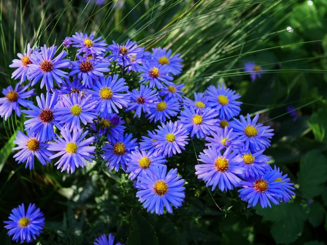 flowers, aster, bloom-8304019.jpg