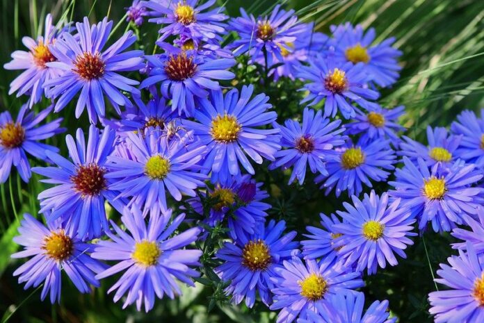 flowers, aster, bloom-8304019.jpg