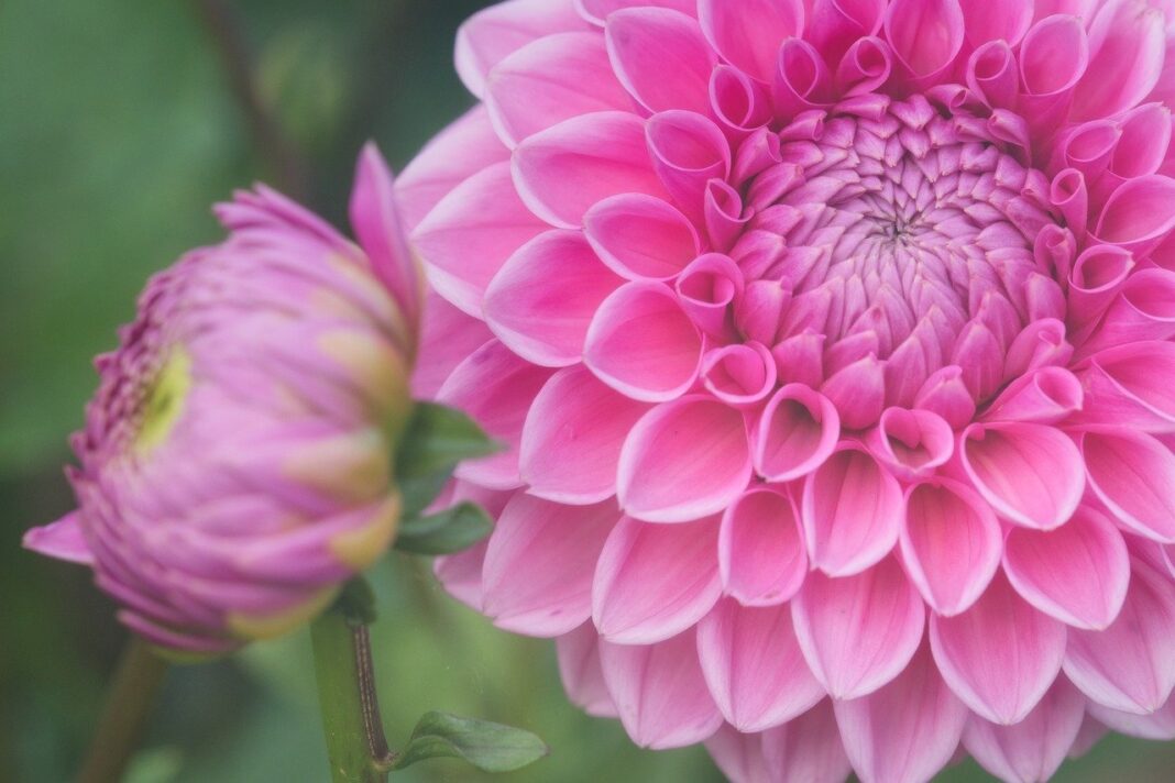 flowers, dahlia, petals-8284326.jpg