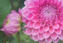 flowers, dahlia, petals-8284326.jpg