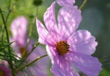 garden cosmos, mexican aster, pink flowers-8298621.jpg