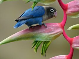 lovebird, bird, animal-8244066.jpg