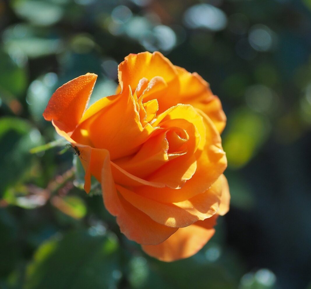 rose, yellow rose, flower-8311632.jpg