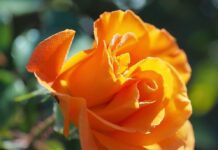 rose, yellow rose, flower-8311632.jpg