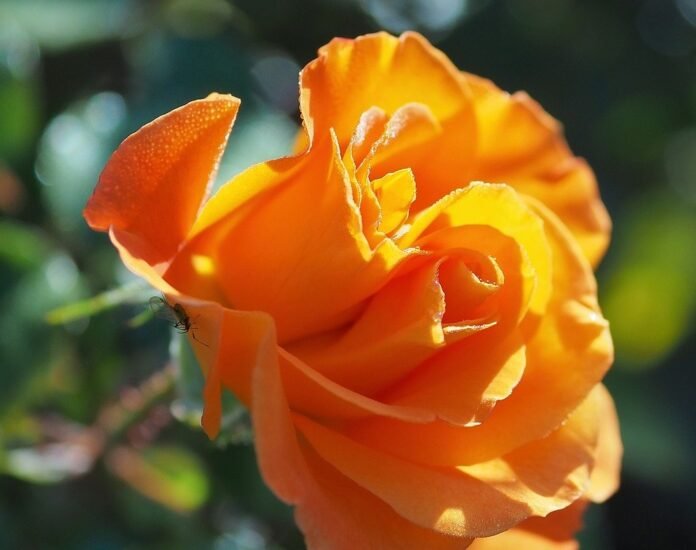 rose-yellow-rose-flower-8311632 rose, yellow rose, flower-8311632.jpg