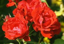 roses, flowers, plants-8334489.jpg