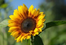 sunflower, flower, petals-8285093.jpg