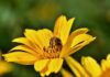 yellow flower, bee, pollination-8287204.jpg