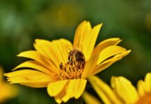 yellow flower, bee, pollination-8287204.jpg