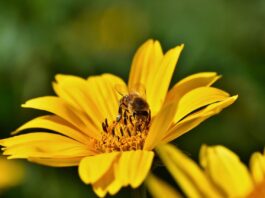 yellow flower, bee, pollination-8287204.jpg