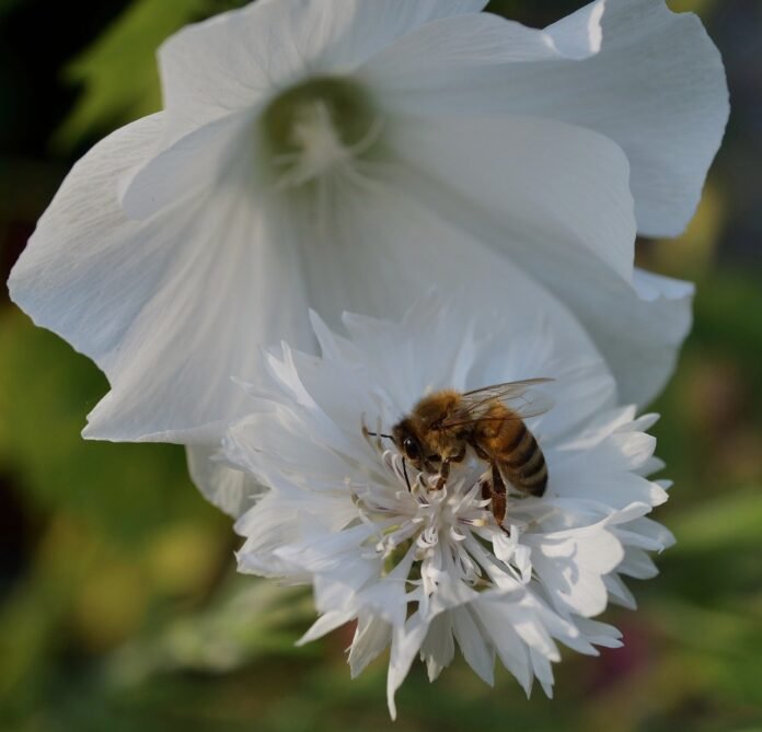 bee-white-flower-pollination-8401145 bee, white flower, pollination-8401145.jpg