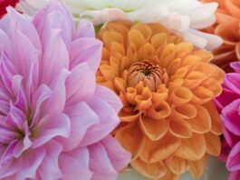 dahlia, flower, plant-8412304.jpg