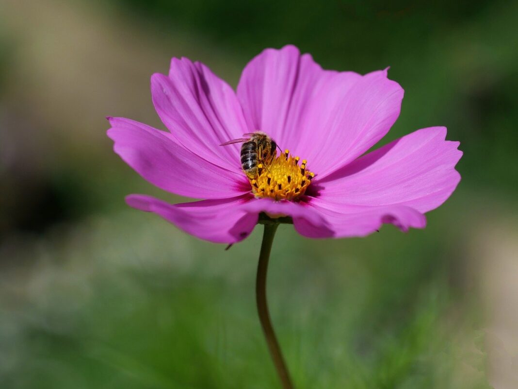 garden cosmos, bee, flower-8408436.jpg