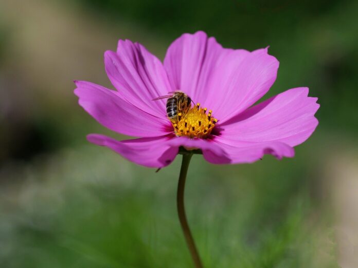 garden-cosmos-bee-flower-8408436 garden cosmos, bee, flower-8408436.jpg