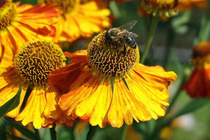 honey bee, nature wallpaper, flower wallpaper-8348099.jpg