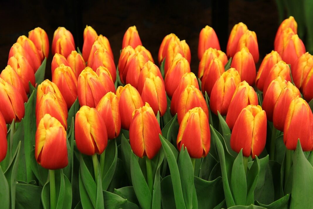 tulips, flower wallpaper, flowers-8397010.jpg