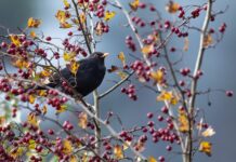 bird, blackbird, songbird-8437764.jpg