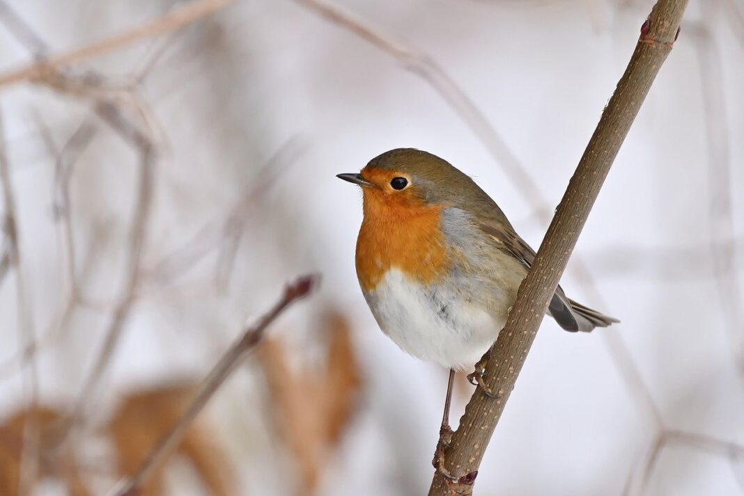 bird, robin, plumage-8424329.jpg