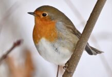 bird, robin, plumage-8424329.jpg