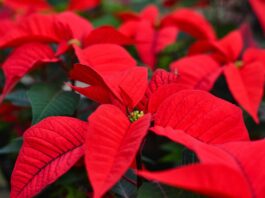 christmas, nature, holiday-4536001.jpg