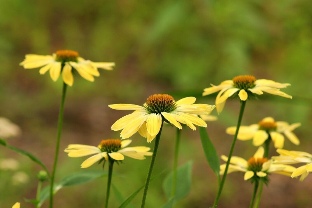 coneflowers, desktop backgrounds, laptop wallpaper-8428364.jpg