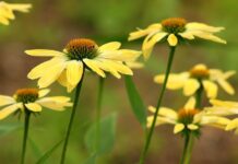 coneflowers, desktop backgrounds, laptop wallpaper-8428364.jpg