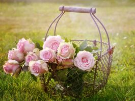 roses, flowers, basket-1566792.jpg