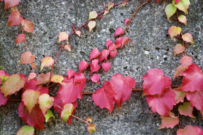 vine, wren, leaves-8437280.jpg