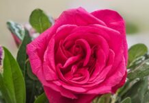 flower, rose, nature-8583967.jpg