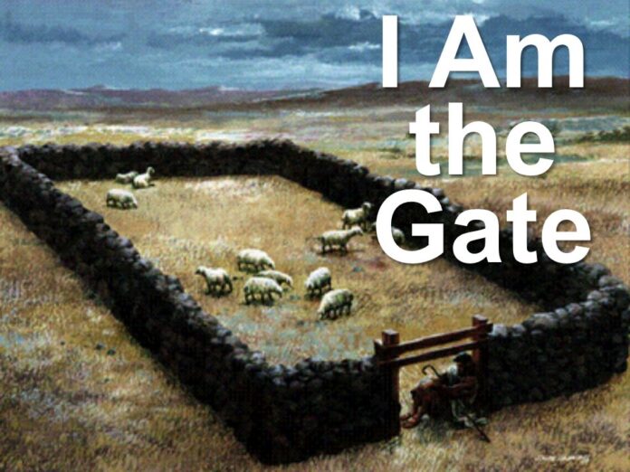 gate of sheep