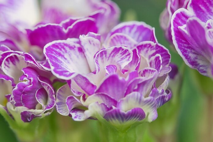 primroses-flower-wallpaper-flowers-8578054 primroses, flower wallpaper, flowers-8578054.jpg
