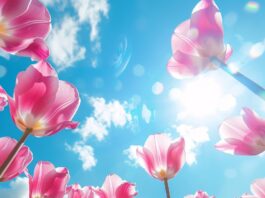 springtime, tulips, pink-8584757.jpg