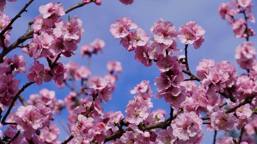 almond blossoms, pink, wallpaper 4k-8610973.jpg