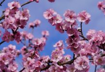 almond blossoms, pink, wallpaper 4k-8610973.jpg