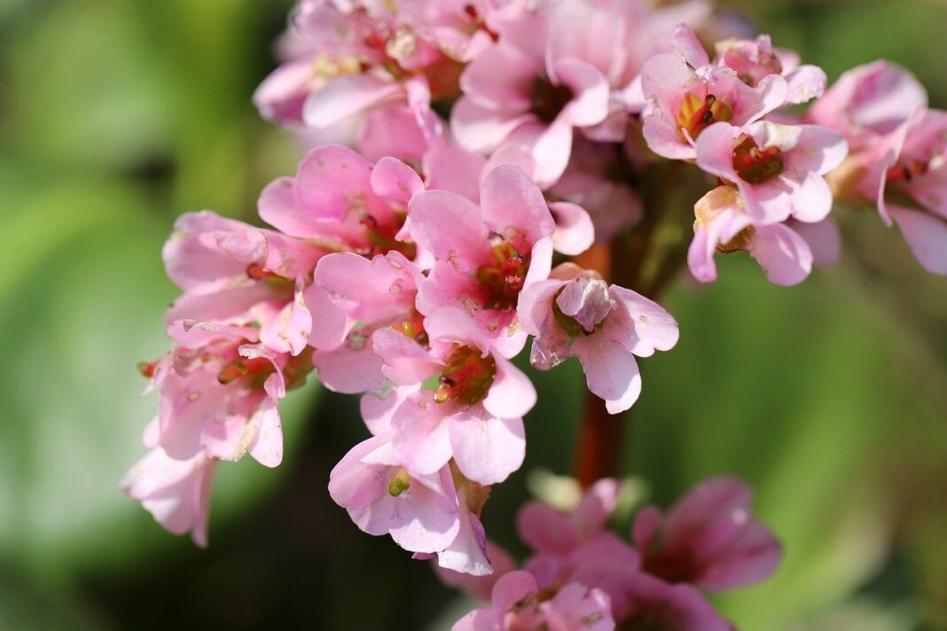 bergenie, bergenia, inflorescence-8651568.jpg