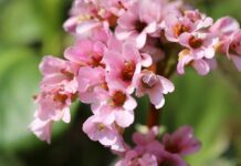 bergenie, bergenia, inflorescence-8651568.jpg