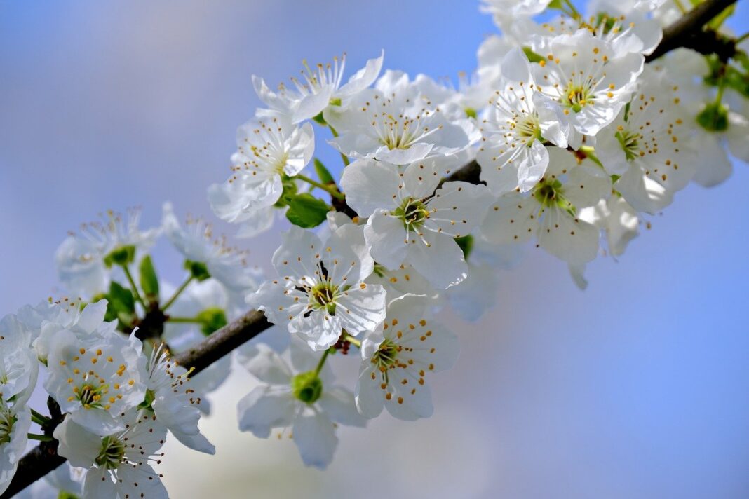 blossoms, white flowers, blossom-8647234.jpg