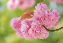 cherry blossoms, flowers, spring-8624471.jpg