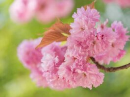cherry blossoms, flowers, spring-8624471.jpg