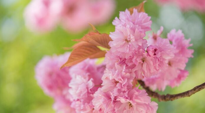 cherry blossoms, flowers, spring-8624471.jpg