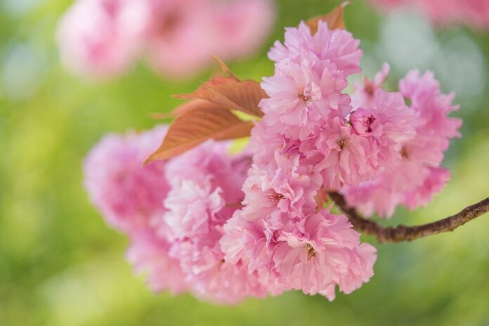 cherry-blossoms-flowers-spring-8624471 cherry blossoms, flowers, spring-8624471.jpg