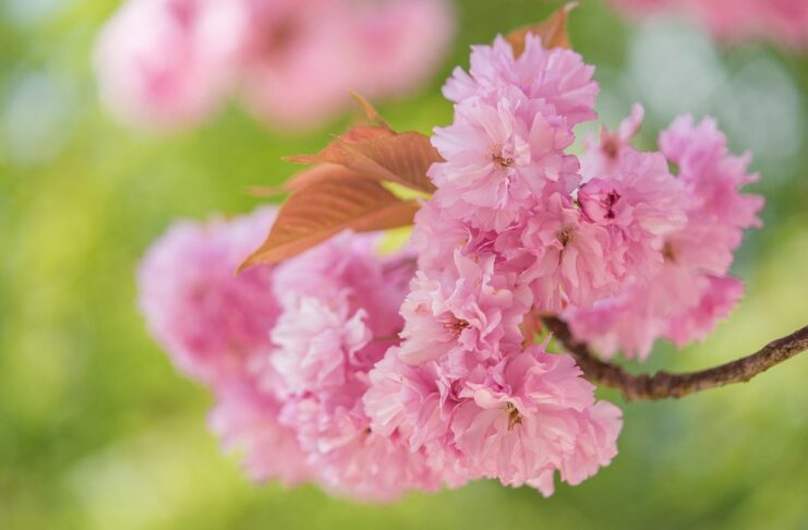 cherry blossoms, flowers, spring-8624471.jpg