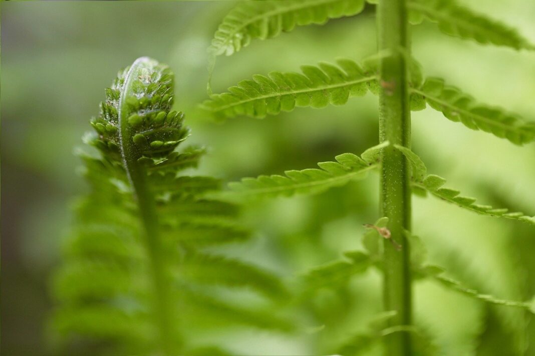 fern, fern fronds, dryopteris-8657058.jpg