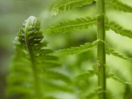 fern, fern fronds, dryopteris-8657058.jpg