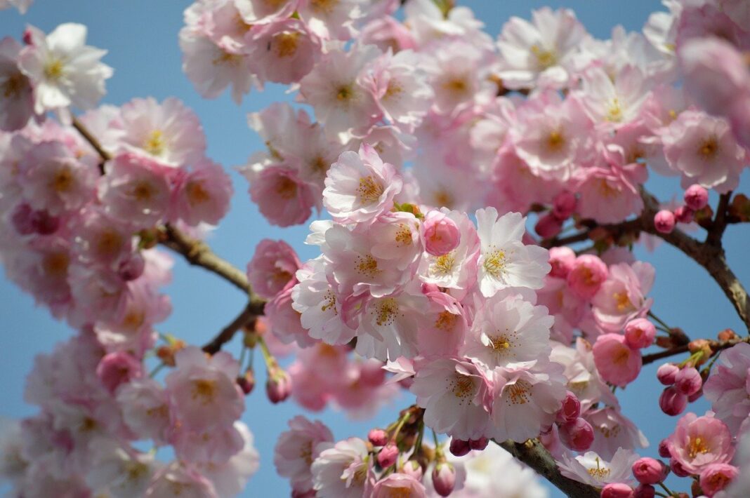 flowers, cherry blossoms, sakura-8656230.jpg