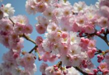 flowers, cherry blossoms, sakura-8656230.jpg